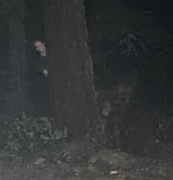 Accidentally captured a ghost wolf while goofing around in the PNW forest at night