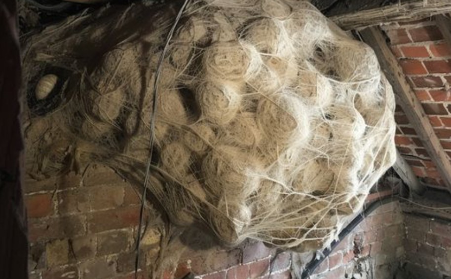 Man Thinks He Found “Hornets” Nest In Attic – Turns Pale When He Realizes What’s Inside