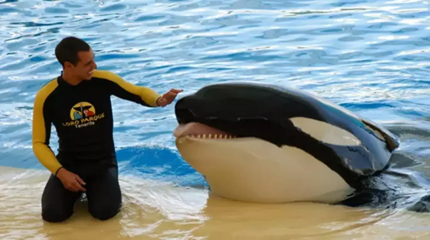 Tragic footage shows trainer performing with SeaWorld killer whale ...