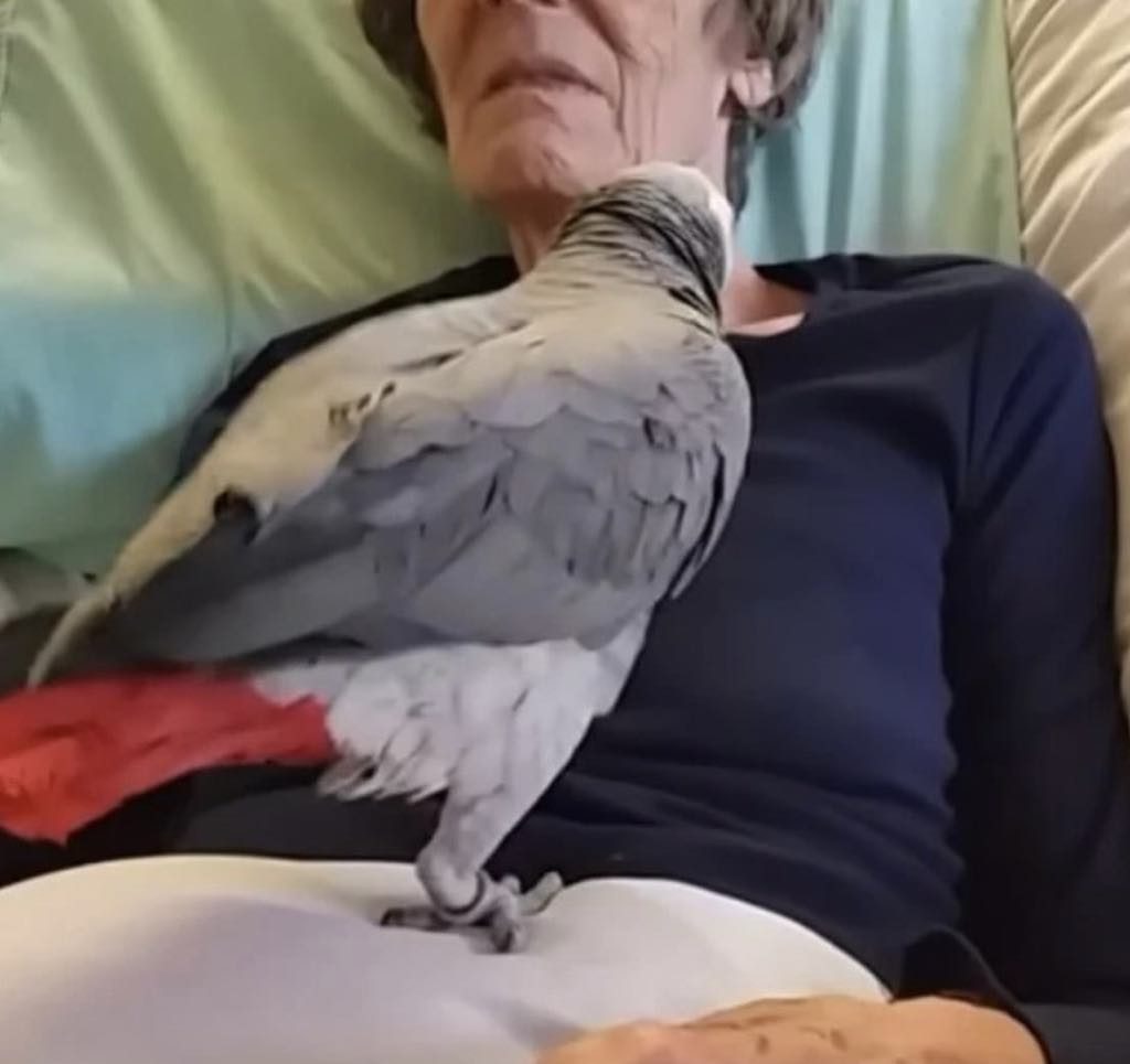 Dying woman says her final goodbye to her parrot, and the bird’s instant reaction brings us to tears…