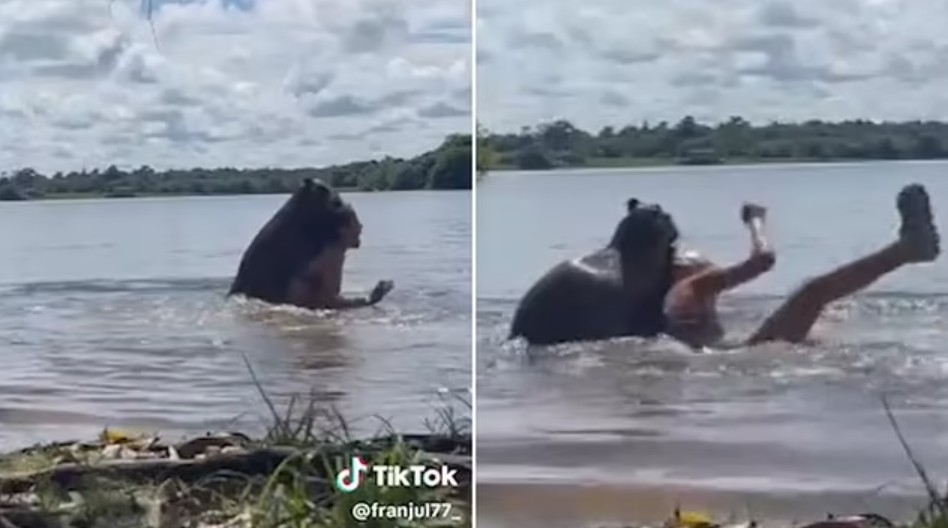 Shocking moment woman is attacked by a capybara while swimming in a lake